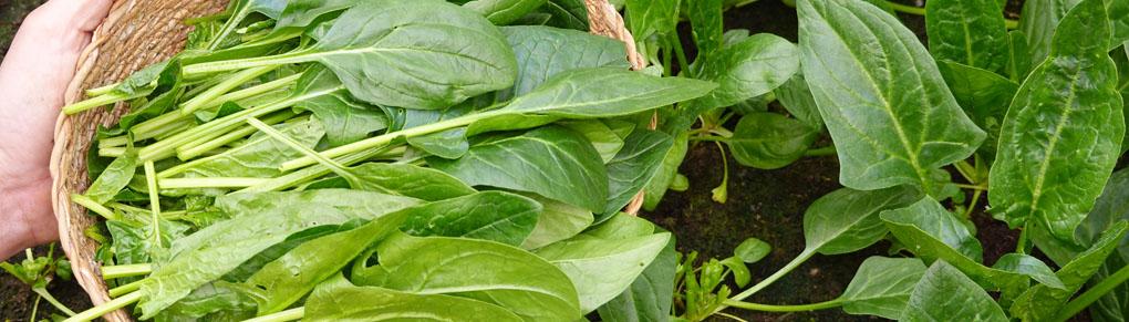 Spinach Growing Masterclass