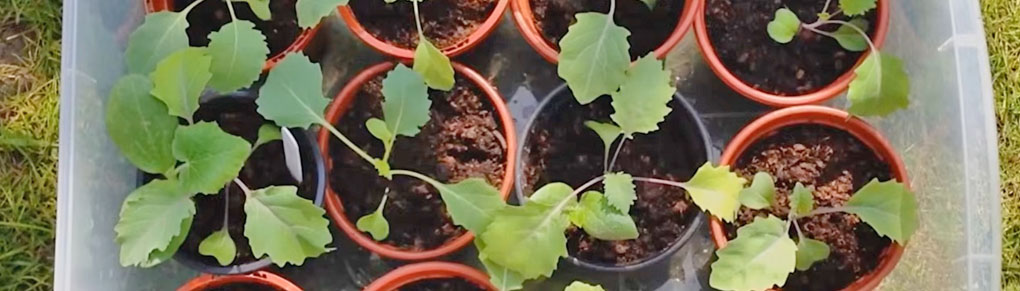 Start These Seeds in Spring or Regret It in Summer!