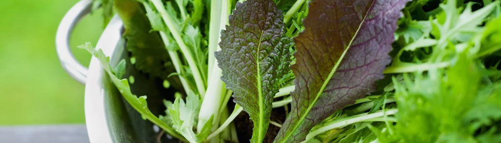 STOP Salad Crops Failing in Summer (Beat the Heat!)
