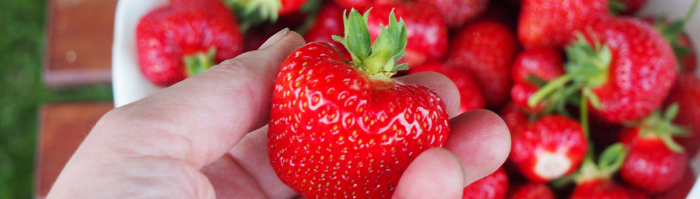 Strawberry Growing Masterclass: My Top Tips for Huge Harvests