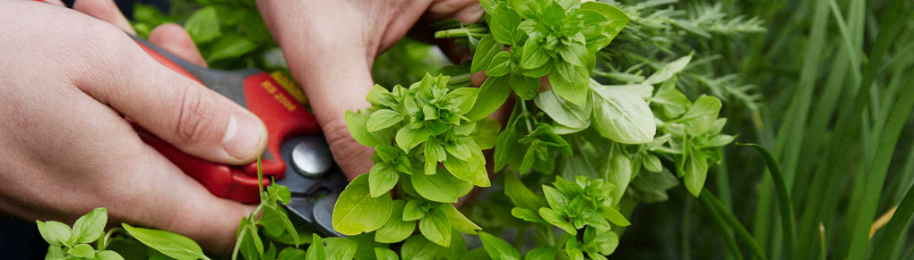 Survive Inflation: Grow These 5 Crops