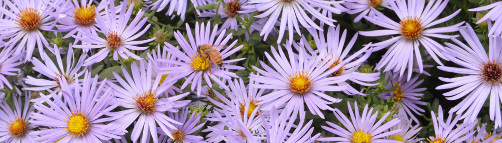 Tempt More Wildlife Into Your Garden by Growing Autumn Asters