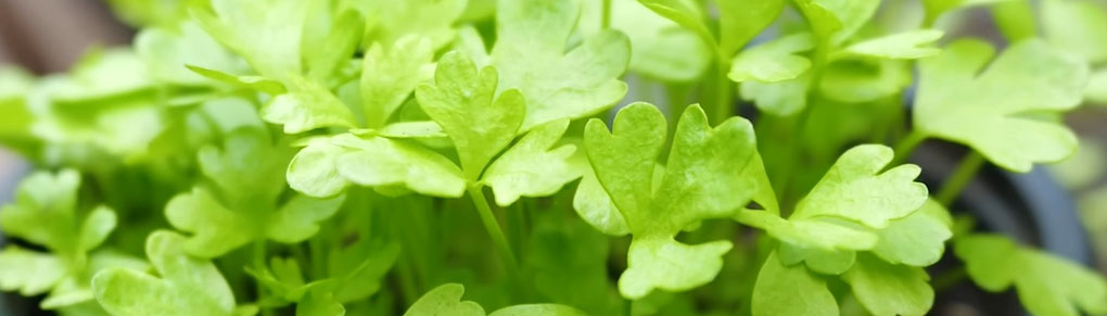 The 5 Seeds You MUST Sow in Spring