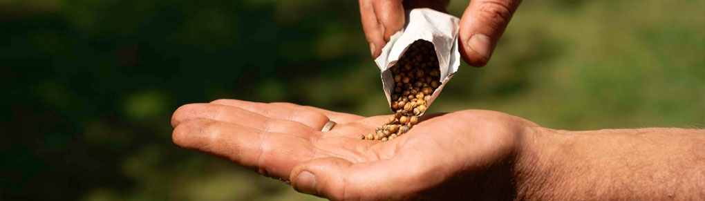 The 5 Seeds You MUST Start in August