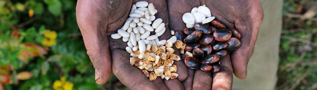 The 6 Seeds You MUST Start in May