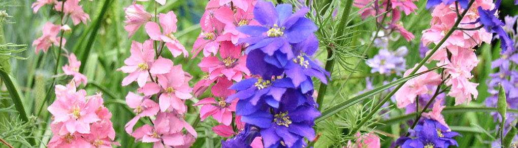 The Best Time of Year to Start Each Type of Flower Seeds