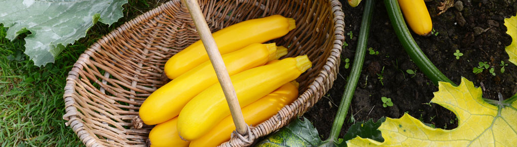 The Best Yellow Courgettes to Grow
