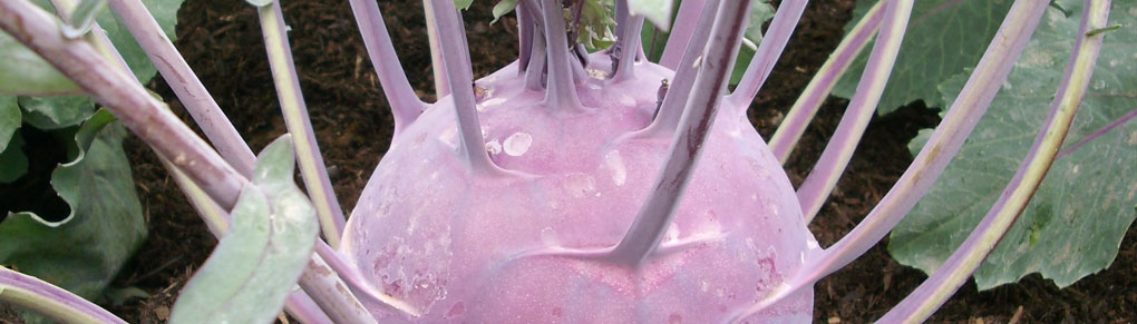 The Case for Growing Kohlrabi