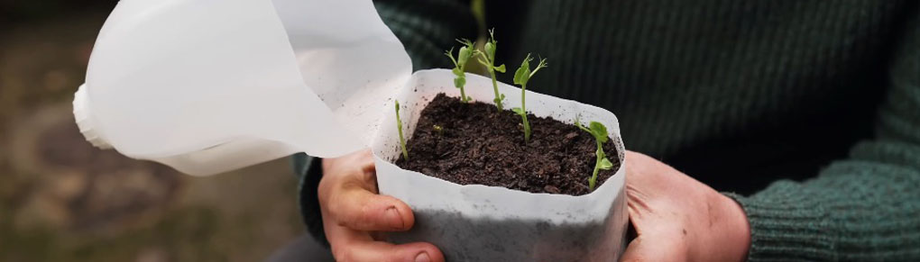 The Clever Reason Smart Gardeners Start Seeds in Milk Cartons