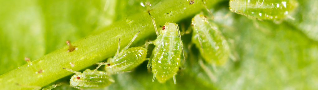 The Clever Way Smart Gardeners Eliminate Aphids
