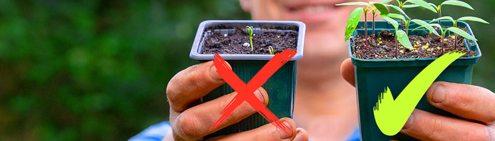 The Clever Way Smart Gardeners Stop Seedlings Dying