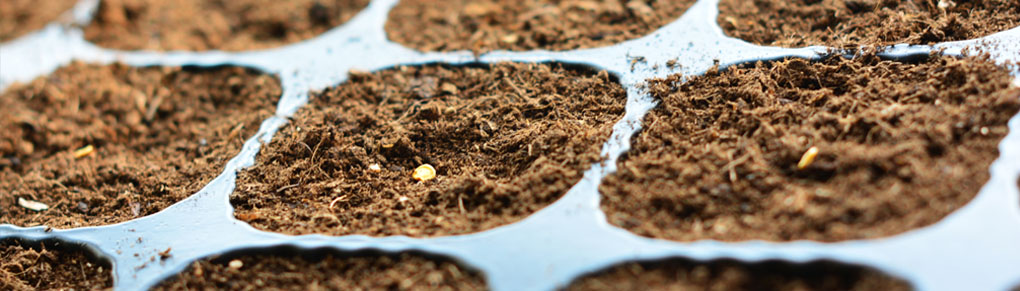 The Complete Guide to Sowing Seeds