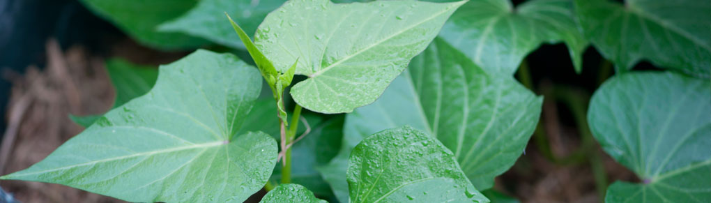 The Crops Smart Gardeners Grow as Summers Get Hotter