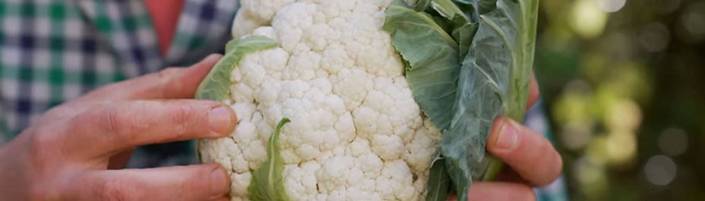 The Easiest Way to Grow Cauliflowers (Even if You've Failed Before)