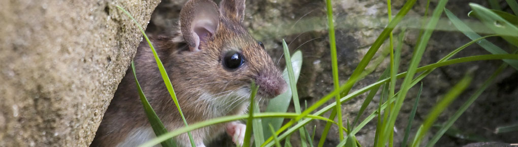 The Good and Bad of Garden Mice: Mouse Nesting, Lyme Disease, and Soil Improvement