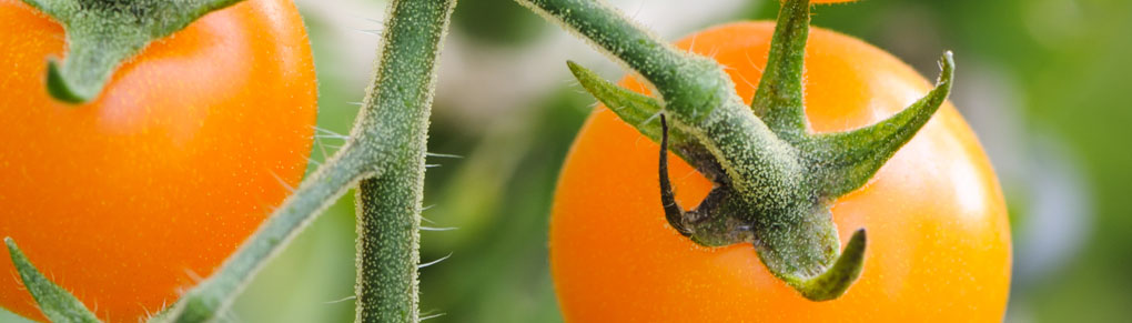 The Lazy Gardener's Best Vegetables to Grow