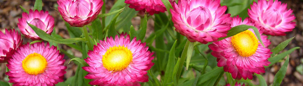 The Mysterious Movements of Plants: How Plants Move On Their Own