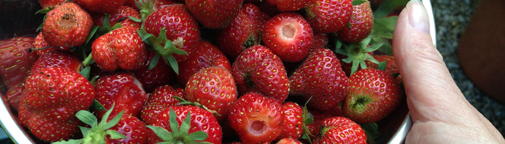 The Myth of 'Superfoods'