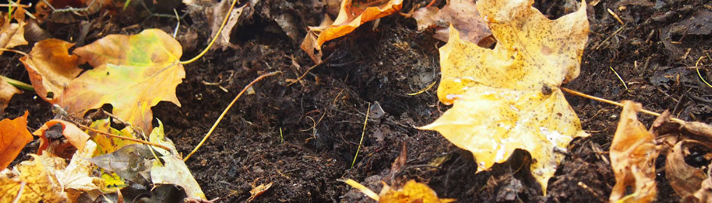 The Secret to Amazing Garden Soil