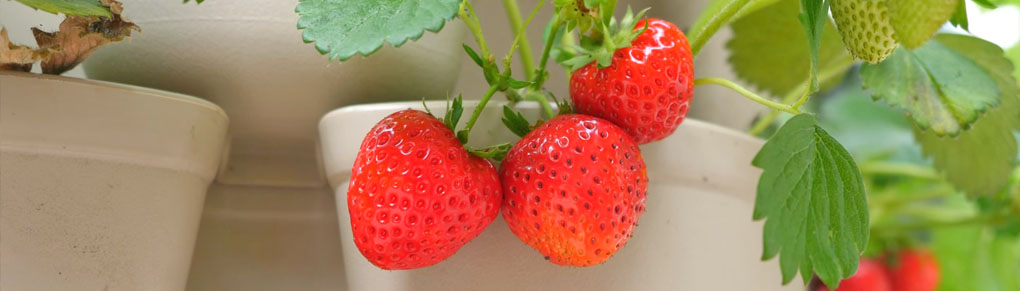The Smart Way to Grow Strawberries Vertically