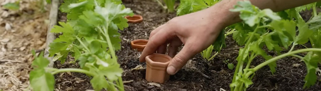 This Ancient Watering Technique Will Save Your Plants!
