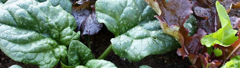 Time to Plant Your Autumn Salad Garden