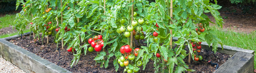 Tomato Planting Masterclass: Get Your Plants Off To the Best Start