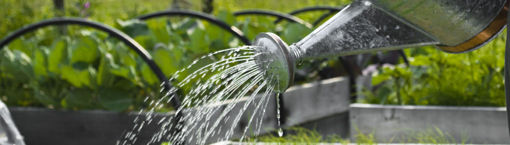 Water Your Garden the Right Way (Stop Killing Your Plants!)