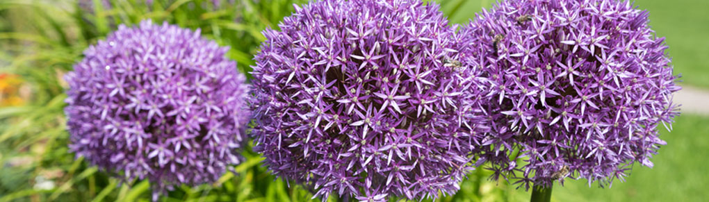 Why Three is the Magic Number When Planting