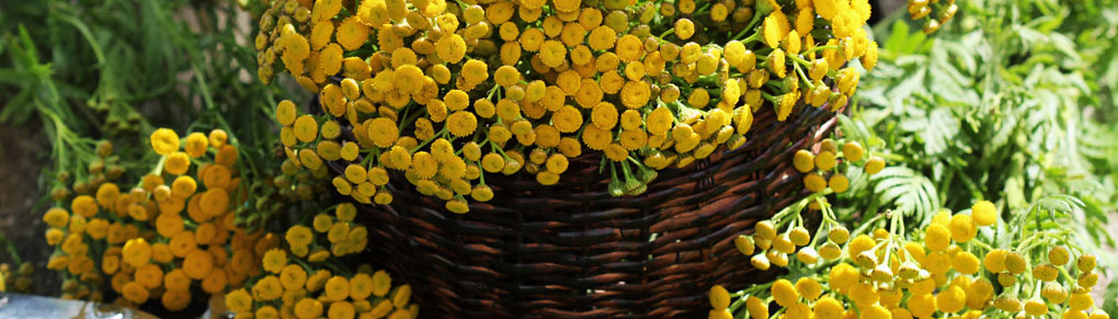 Why You Should (and Shouldn't) Grow Tansy