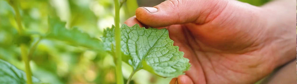 Why You SHOULD Grow Weeds (And Eat Them!)