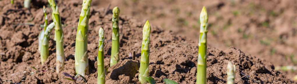 Your Top 6 Asparagus Growing Questions Answered