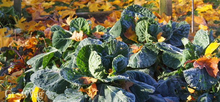 Fallen leaves around Brussels sprouts in autumn