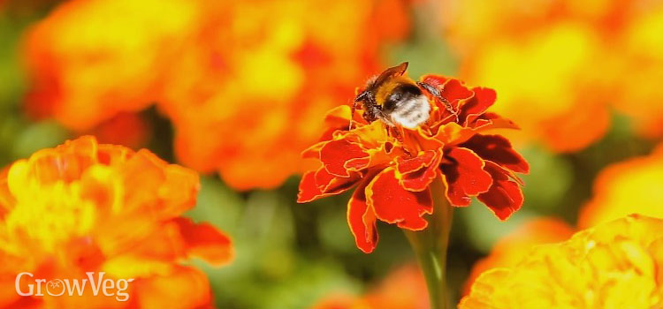 https://gardenplannerwebsites.blob.core.windows.net/blog/marigold-pest-control-bumblebee-2x.jpg