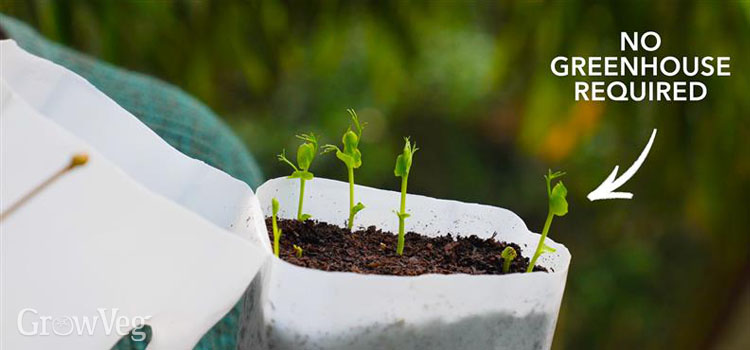 Winter-sown seedlings in a milk carton