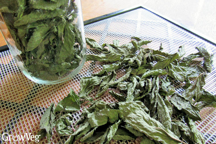 Dehydrated mint