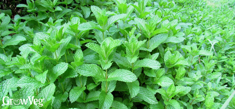 Mint