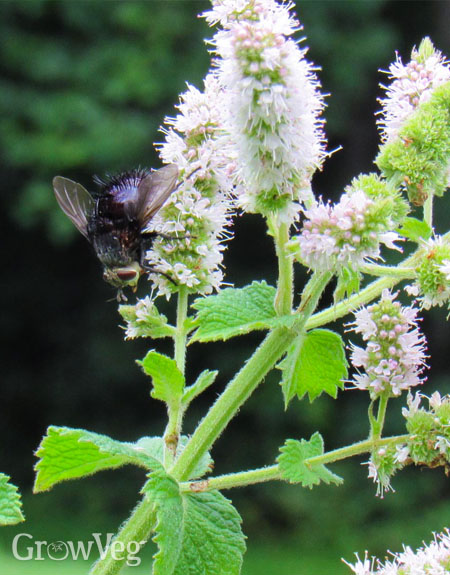 Tachinid fly on mint