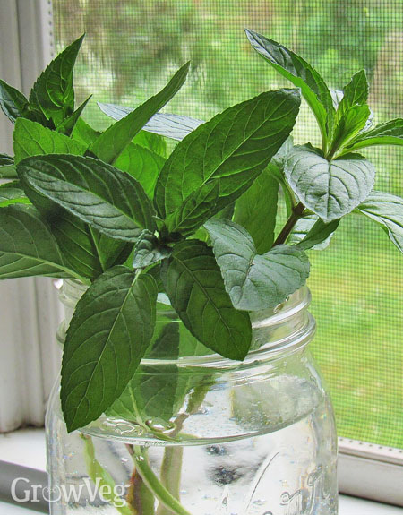Mint sprigs