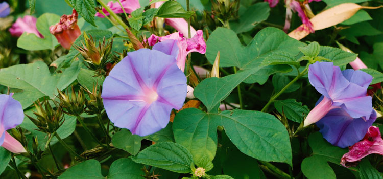 Japanese morning glory flowers