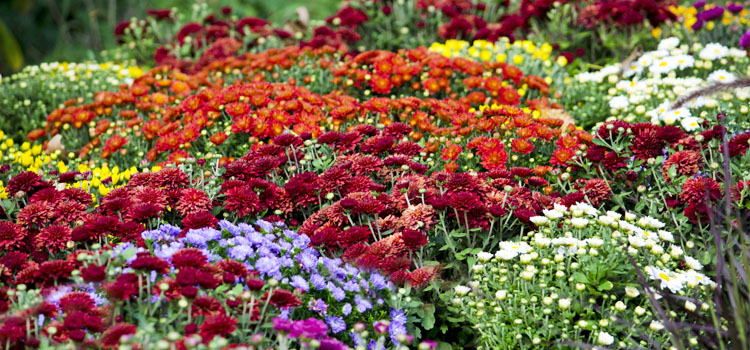 https://gardenplannerwebsites.blob.core.windows.net/blog/mums-garden-2x.jpg