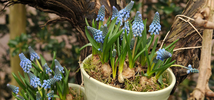 Growing muscari in containers