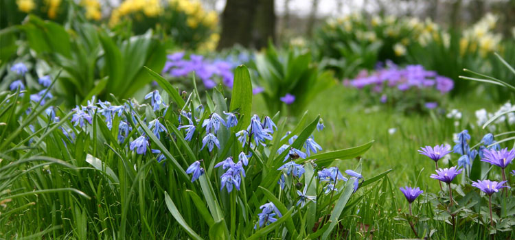 Scilla (Siberian squill) and other bulbs naturalised in a lawn