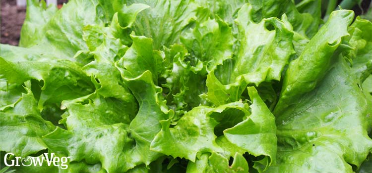 Lettuce