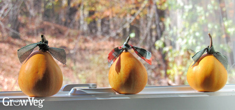 Ornamental gourds on a windowsill