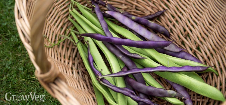 Harvested green and purple beans