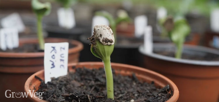 https://gardenplannerwebsites.blob.core.windows.net/blog/plant-mid-spring-squash-seedlings-2x.jpg