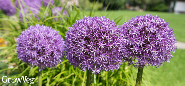 https://gardenplannerwebsites.blob.core.windows.net/blog/planting-in-3s-alliums-2x.jpg