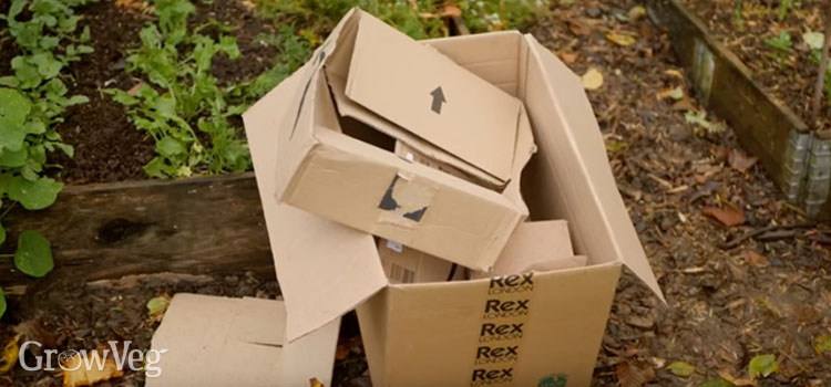 Cardboard boxes in the garden