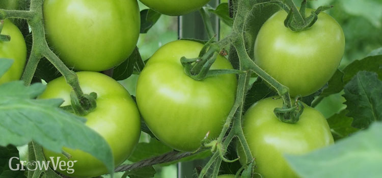 https://gardenplannerwebsites.blob.core.windows.net/blog/ripening-tomatoes-green-closeup-2x.jpg